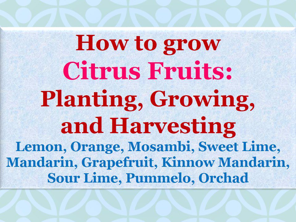 Citrus Fruits Cultivation and Oil Extraction