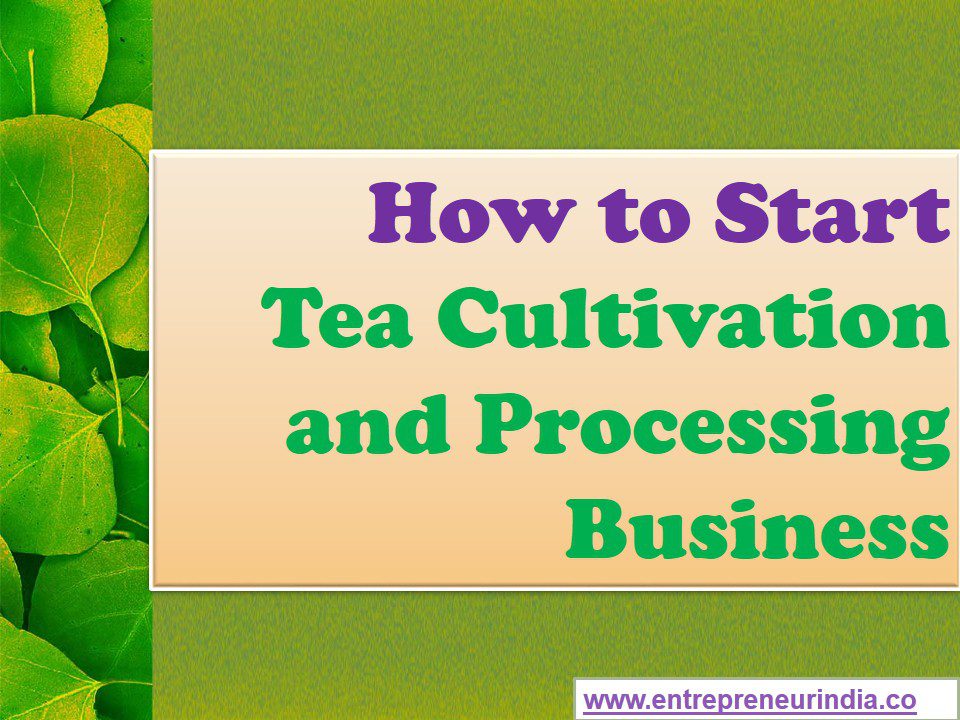 Cultivation and Manufacture of Tea