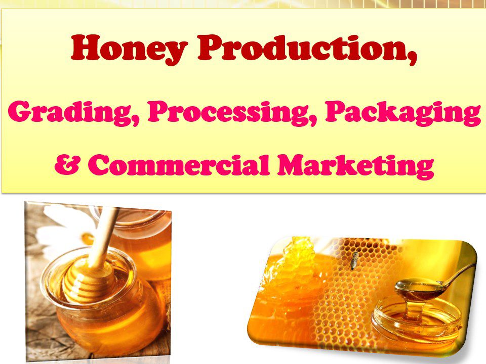 Honey Processing