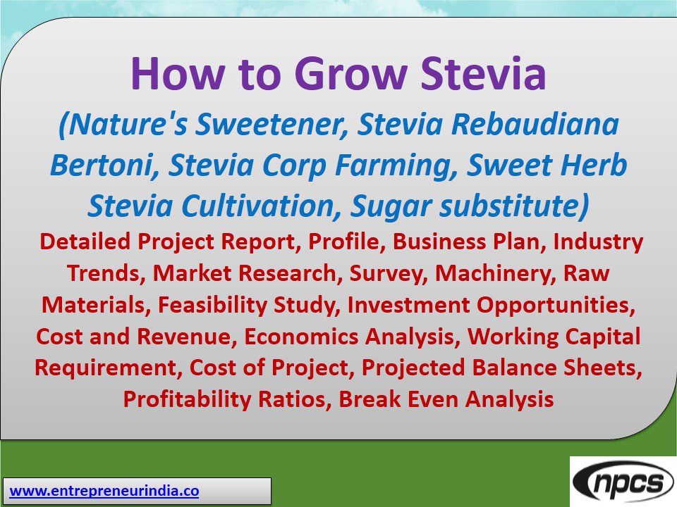 Stevia Farming