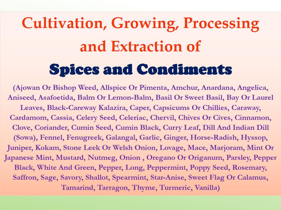cultivation-growing-processing-and-extraction-of-spice-and-condiments-ajowan-or-bishop-weed-allspice-or-pimenta-amchur-anardana-angelica-aniseed