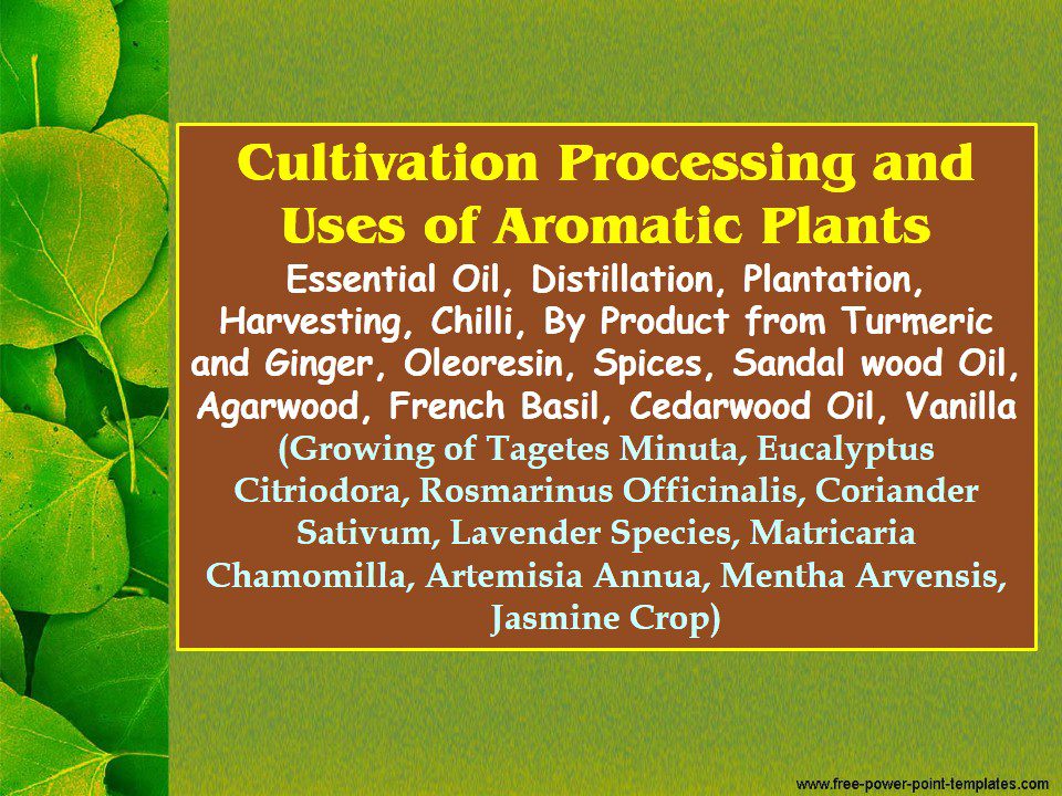 cultivation-processing-and-uses-of-aromatic-plants-essential-oil-distillation-plantation-harvesting-chilli-by-product-from-turmeric-and-ginger-oleoresin-spices-sandal-wood-oil