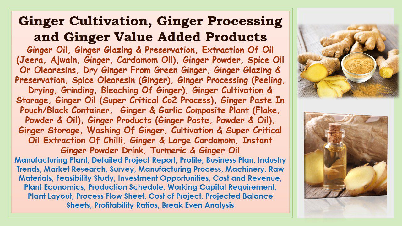 ginger-cultivation-ginger-processing-and-ginger-value-added-products