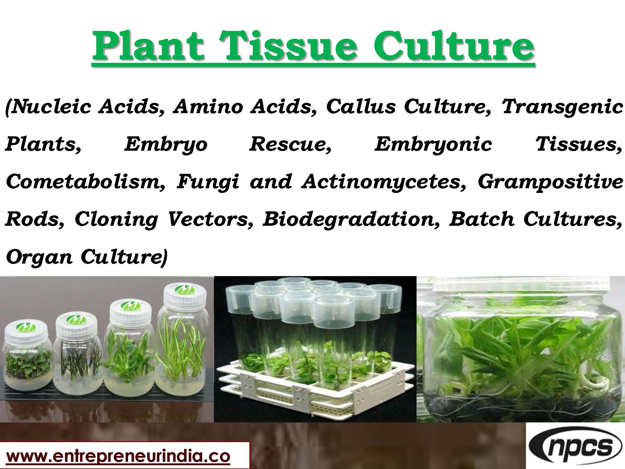 Plant Tissue Culture