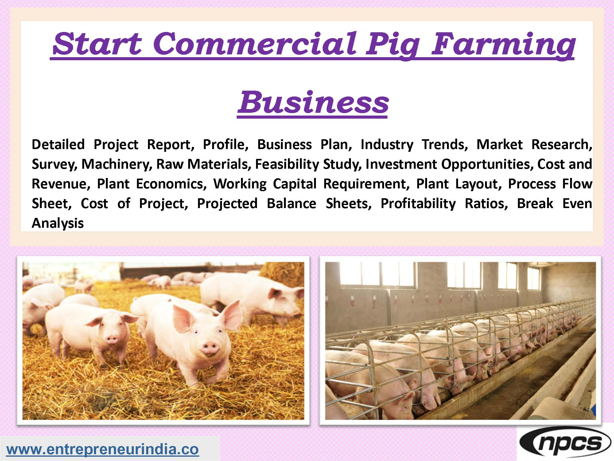 Start Commercial Pig Farming Business.jpg