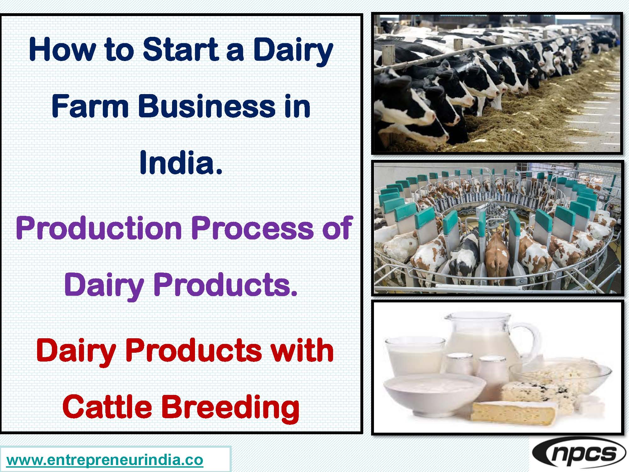 How to Start a Dairy Farm Business in India.jpg