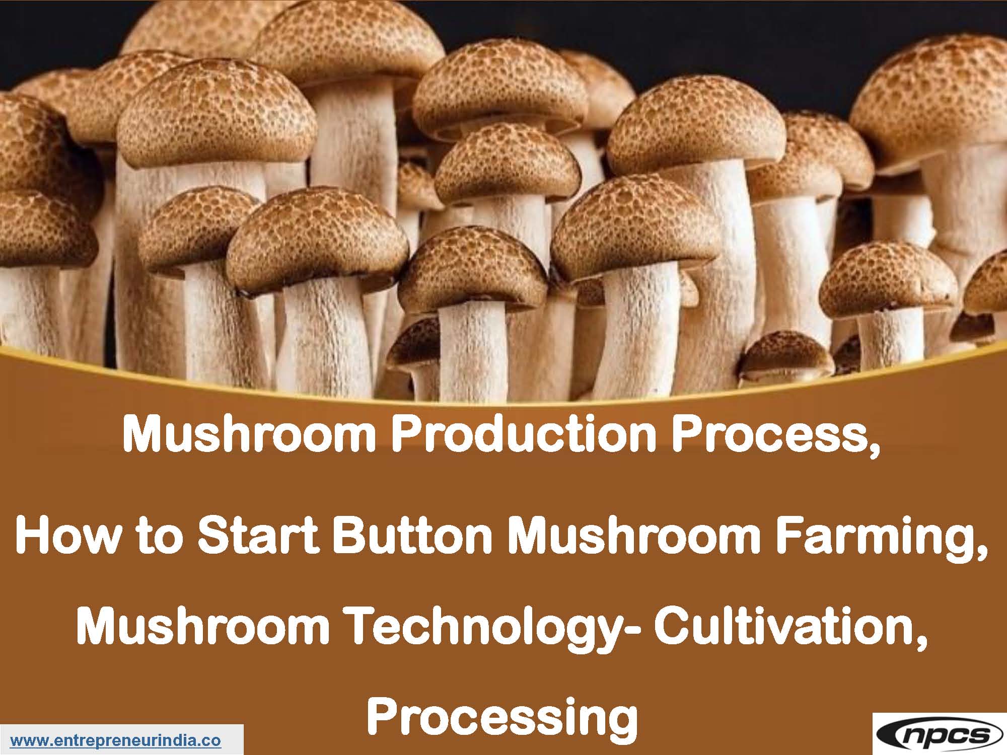 Mushroom Production Process, How to Start Button Mushroom Farming.jpg