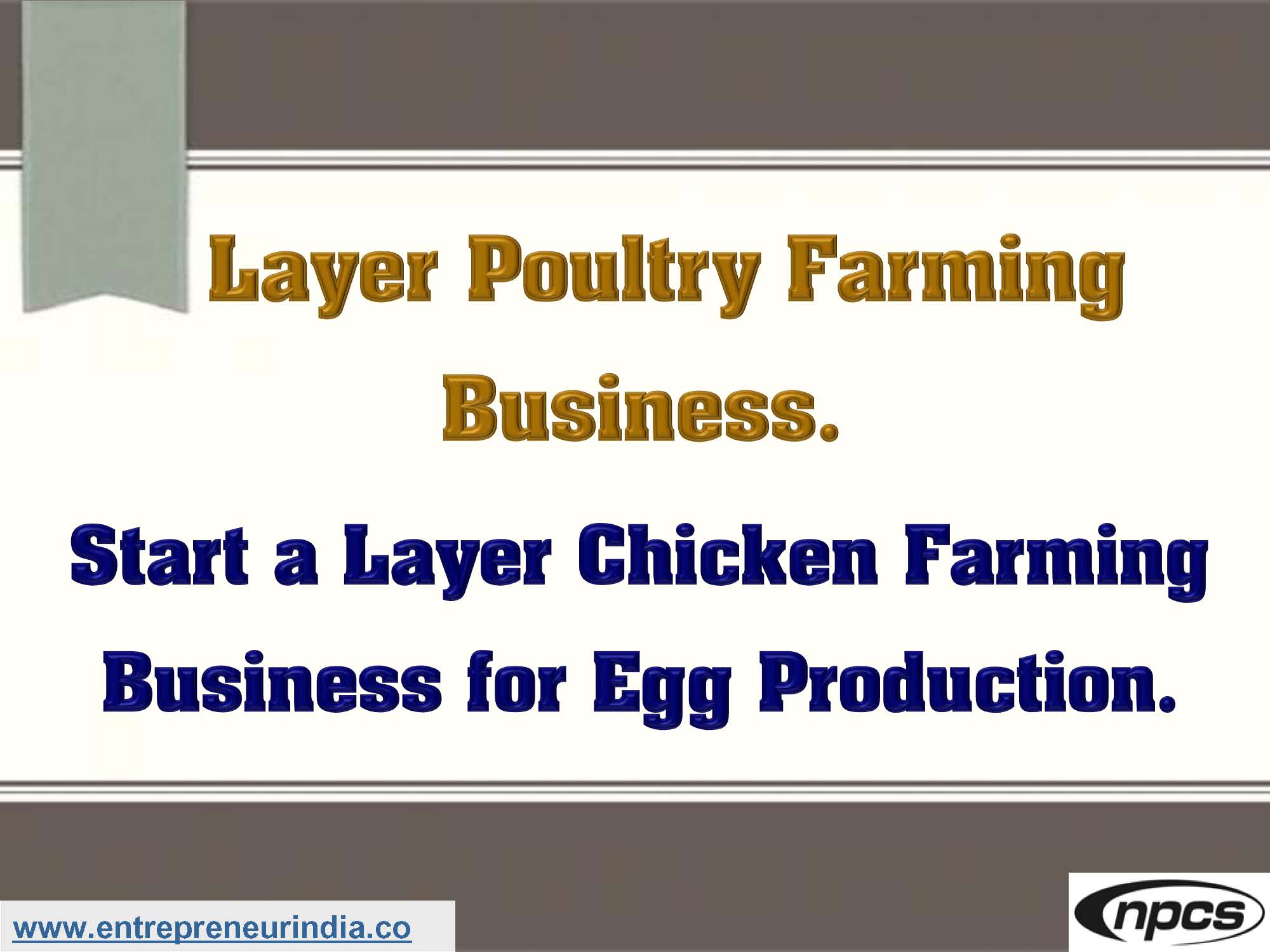 Layer Poultry Farming Business.jpg