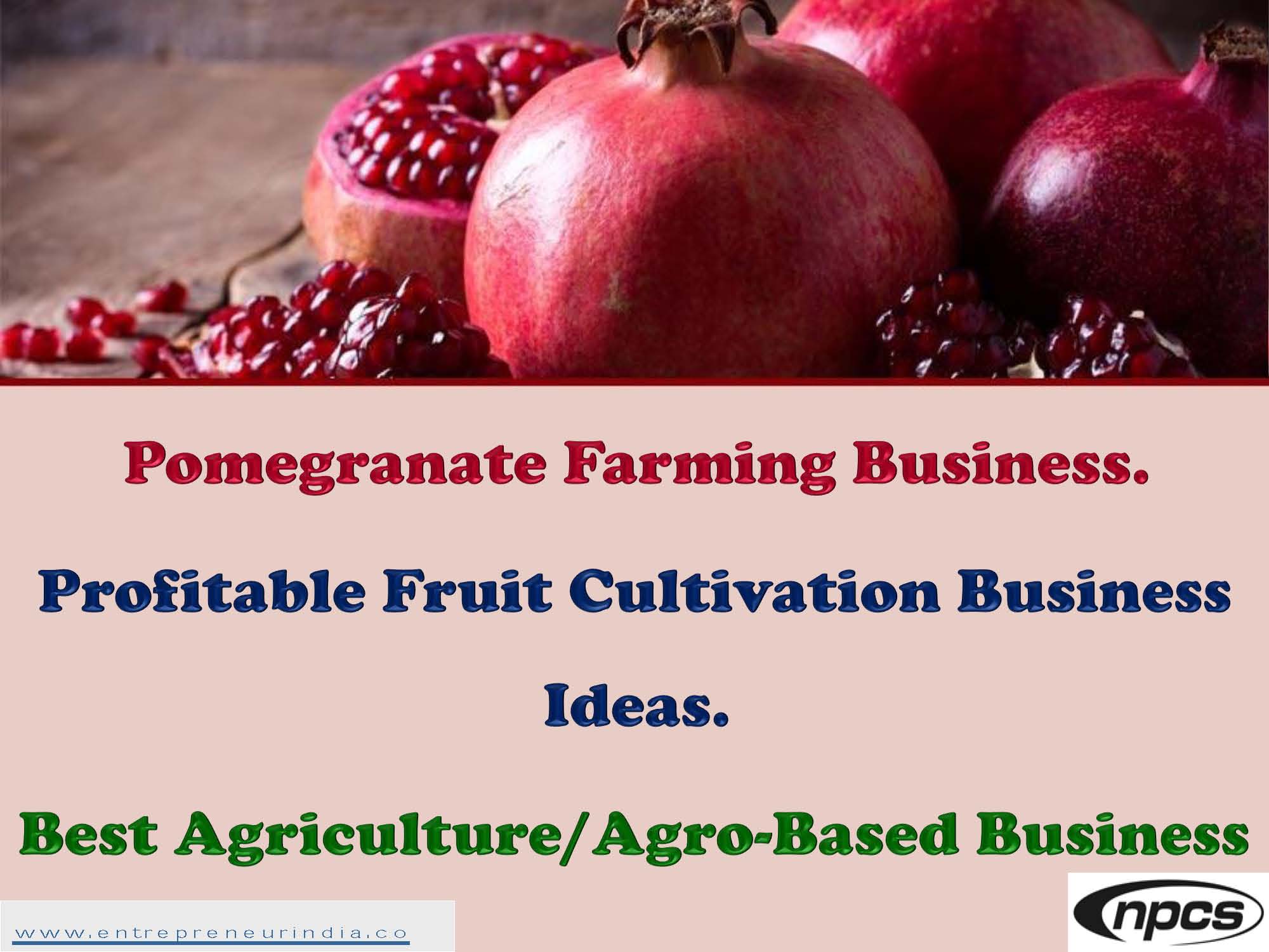 Pomegranate Farming Business.jpg