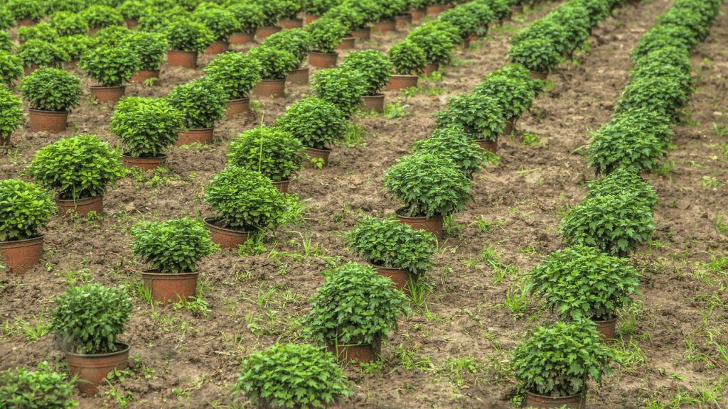 agricultural businesses