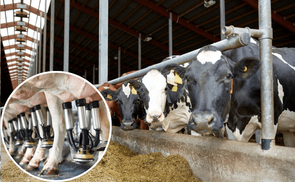 Industry of Cow-Based Products